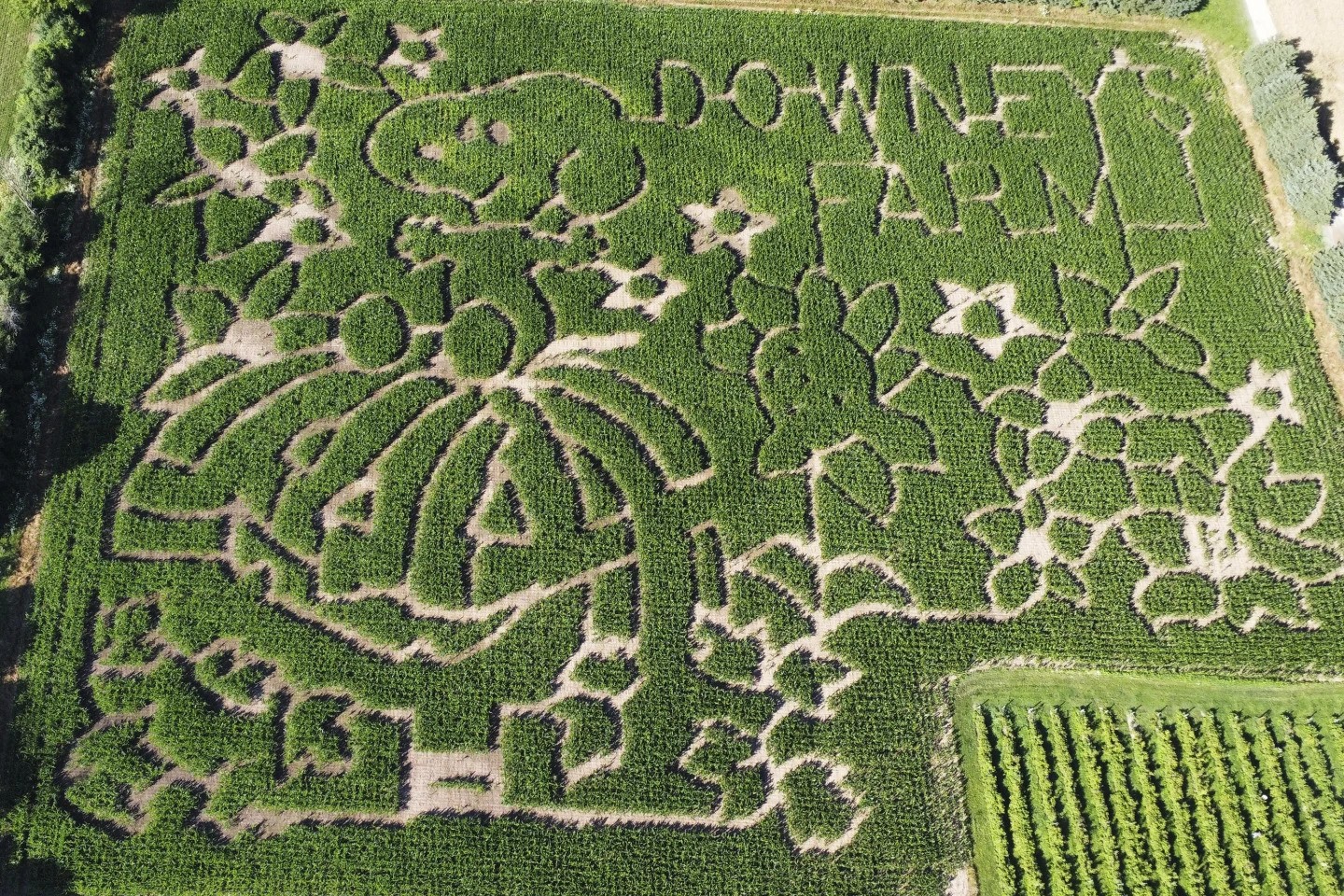 An overhead view of a corn maze in the shape of Snoopy