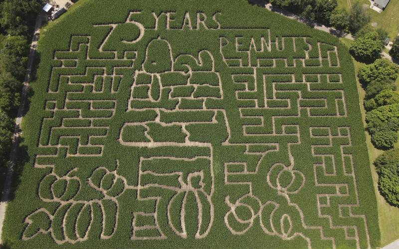 An overhead view of a corn maze in the shape of Snoopy, reading '75 Years of Peanuts'