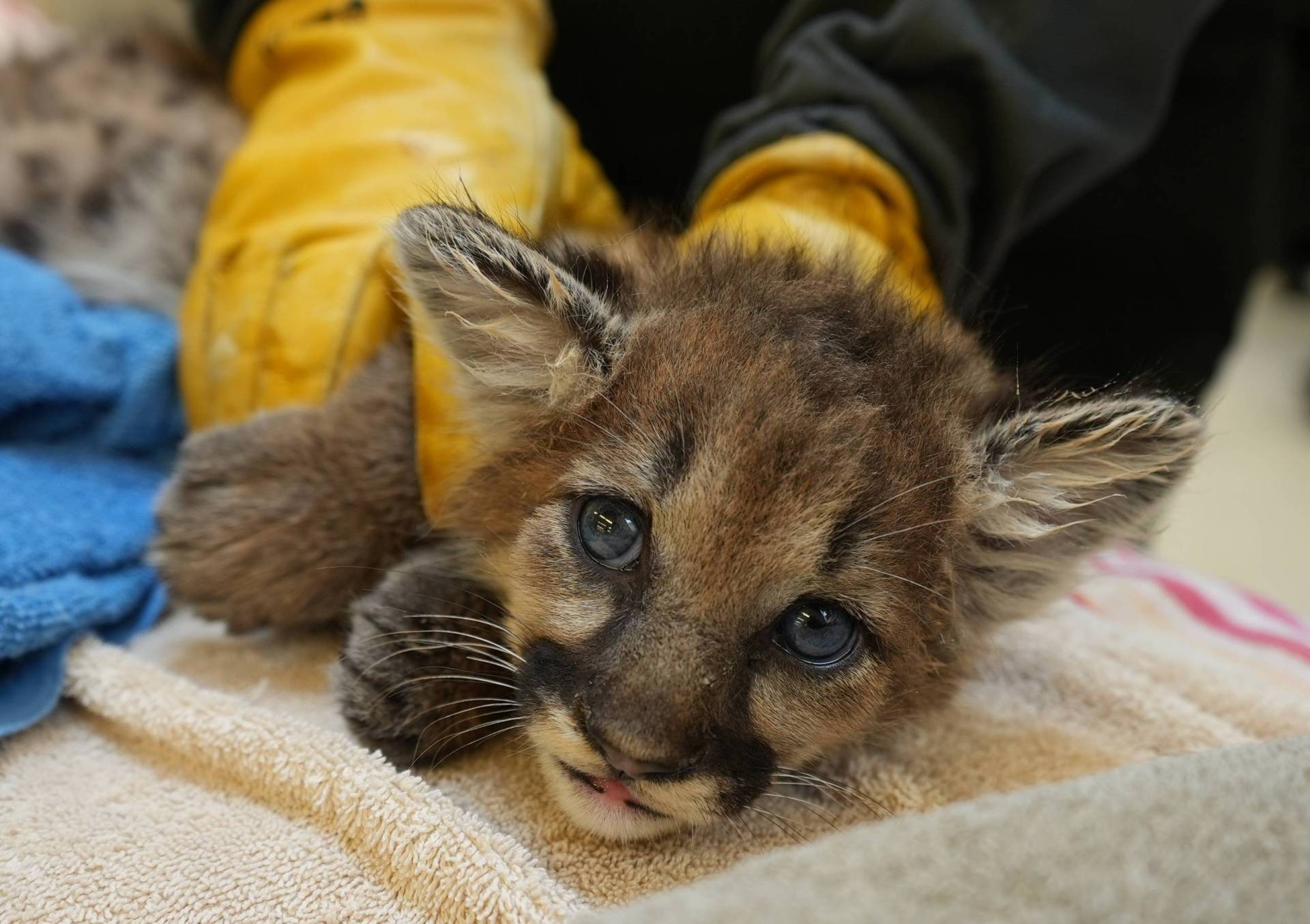 A mountain lion cub lies on a towel, held by gloved hands.