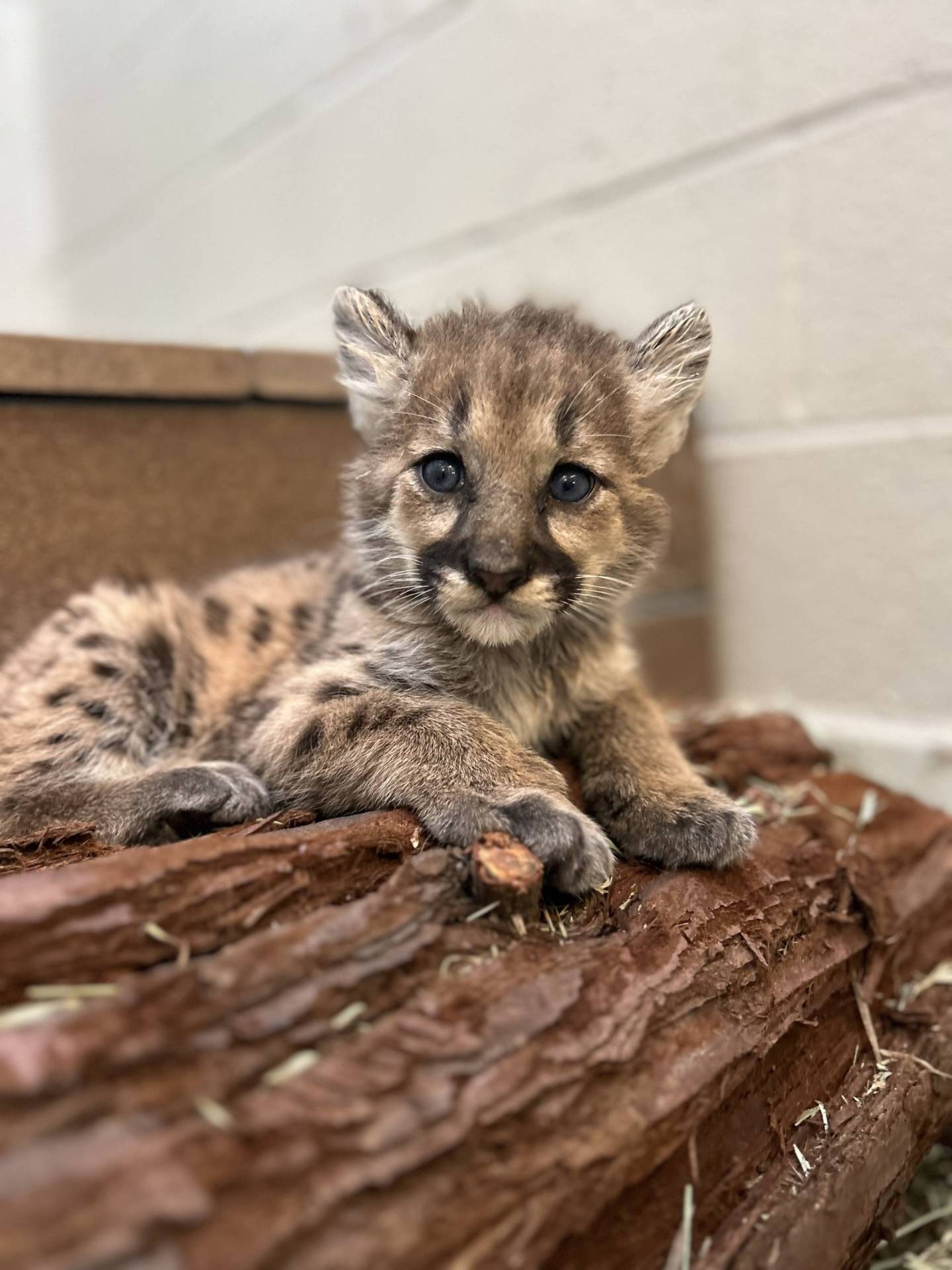 A small mountain lion cub sitting on part of a horizontal tree trunk inside an enclosed room.