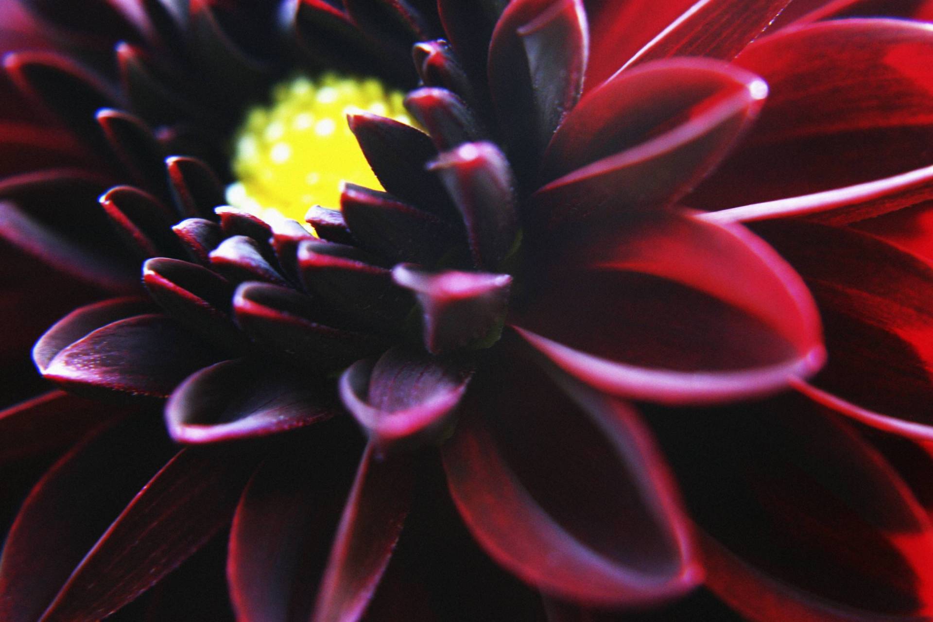 Close up on a black and red flower with a yellow center.