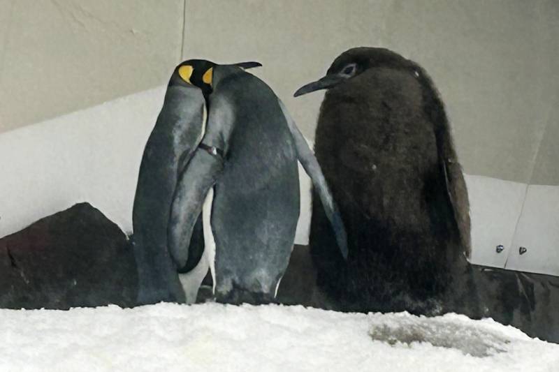 A fluffy baby penguin towers over his smaller adult parents.