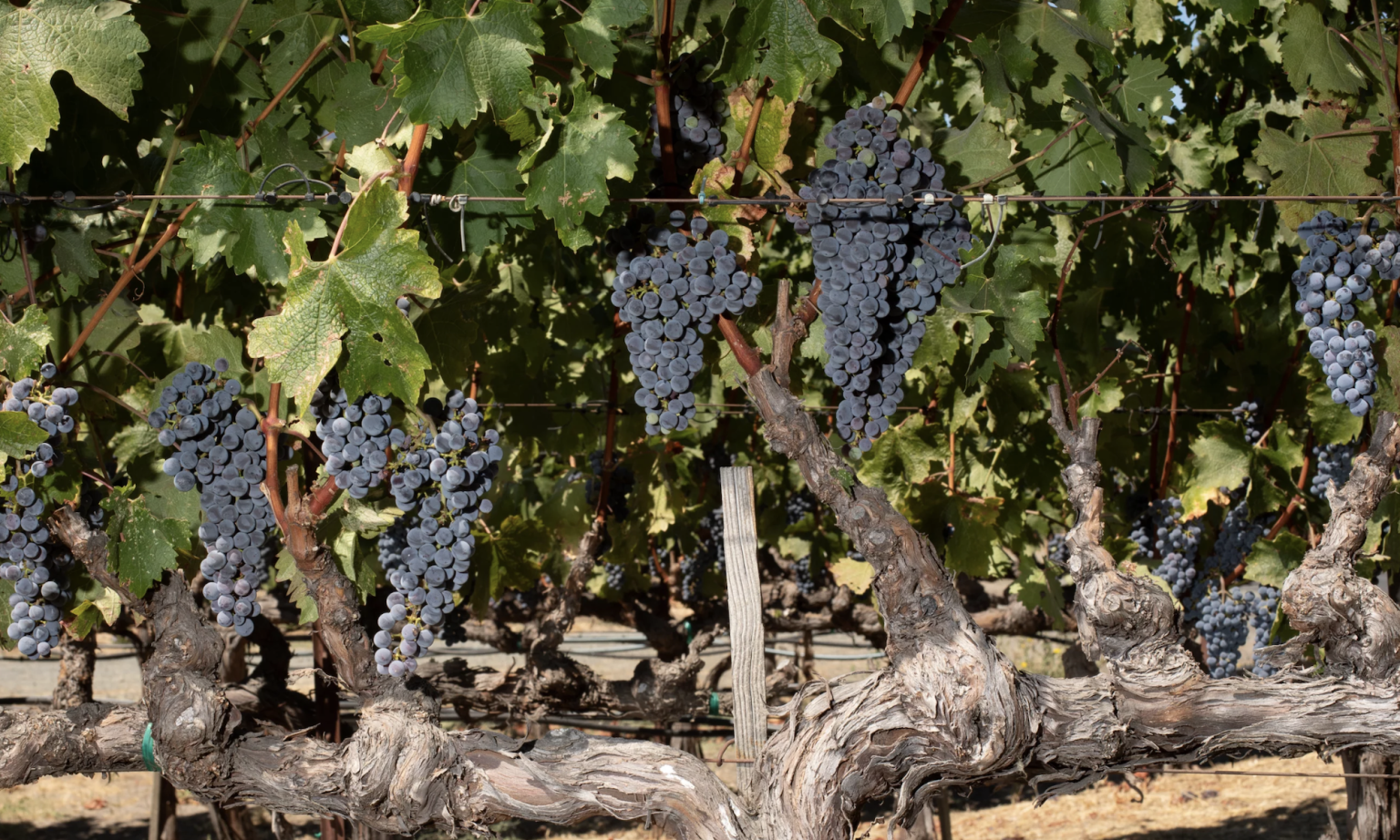 grapes-1536x922.png