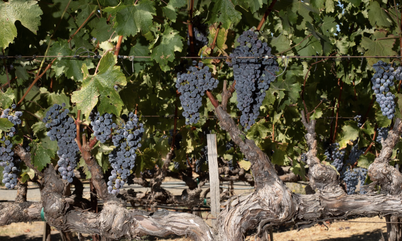 Dark red grapes growing in a vineyard.