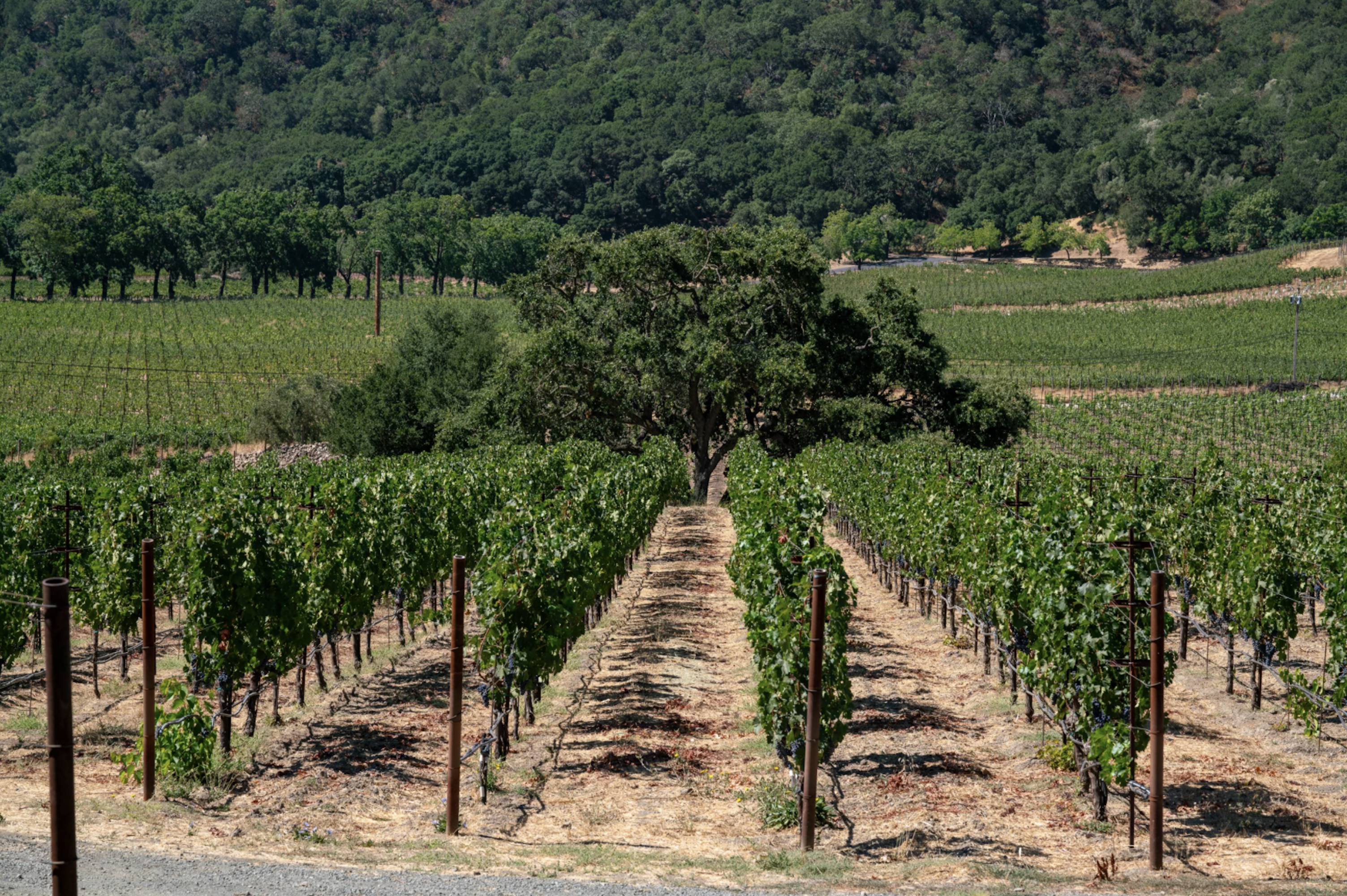 A vineyard.