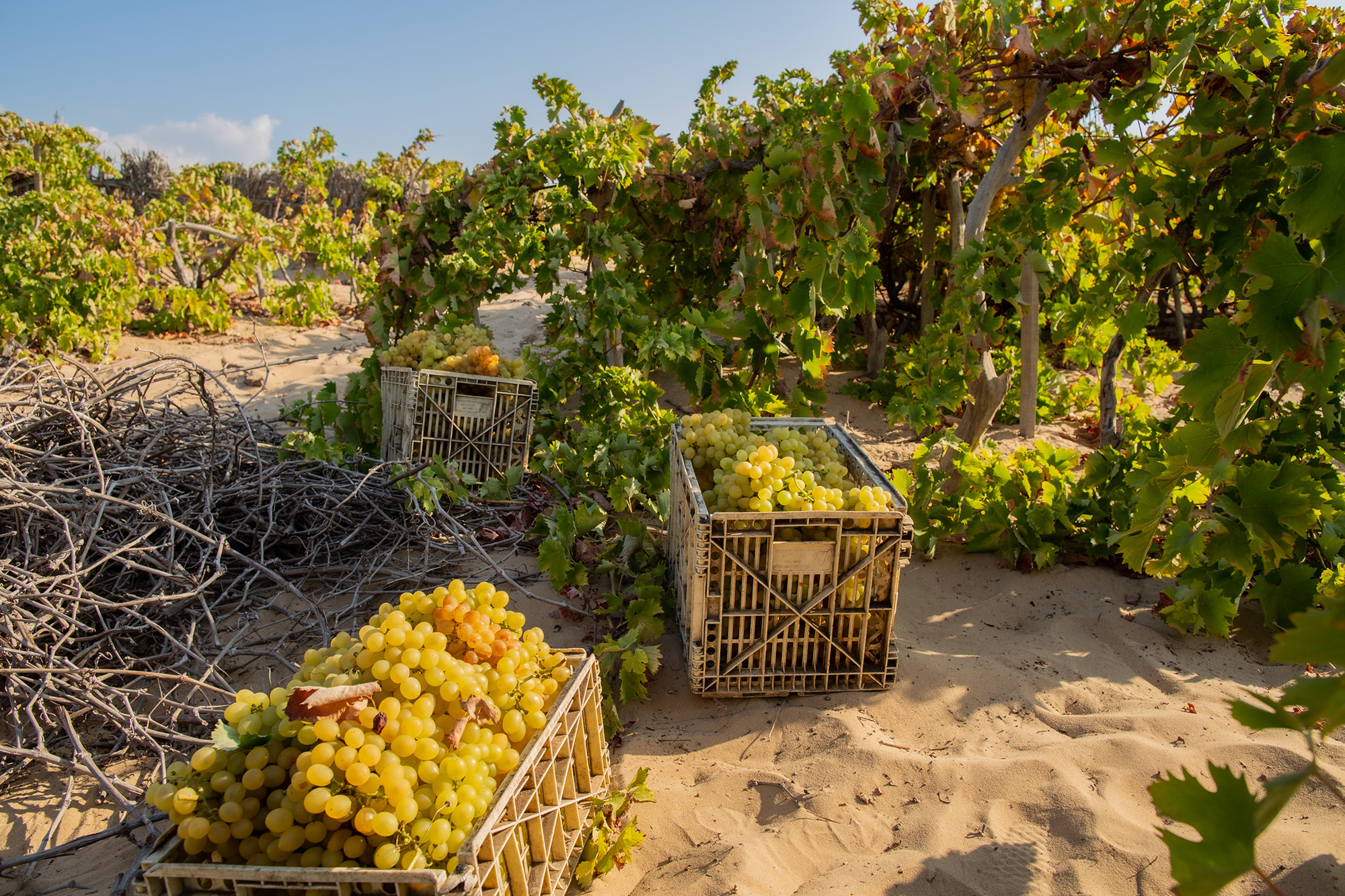 Freshly harvested grapes spilling out of crates.