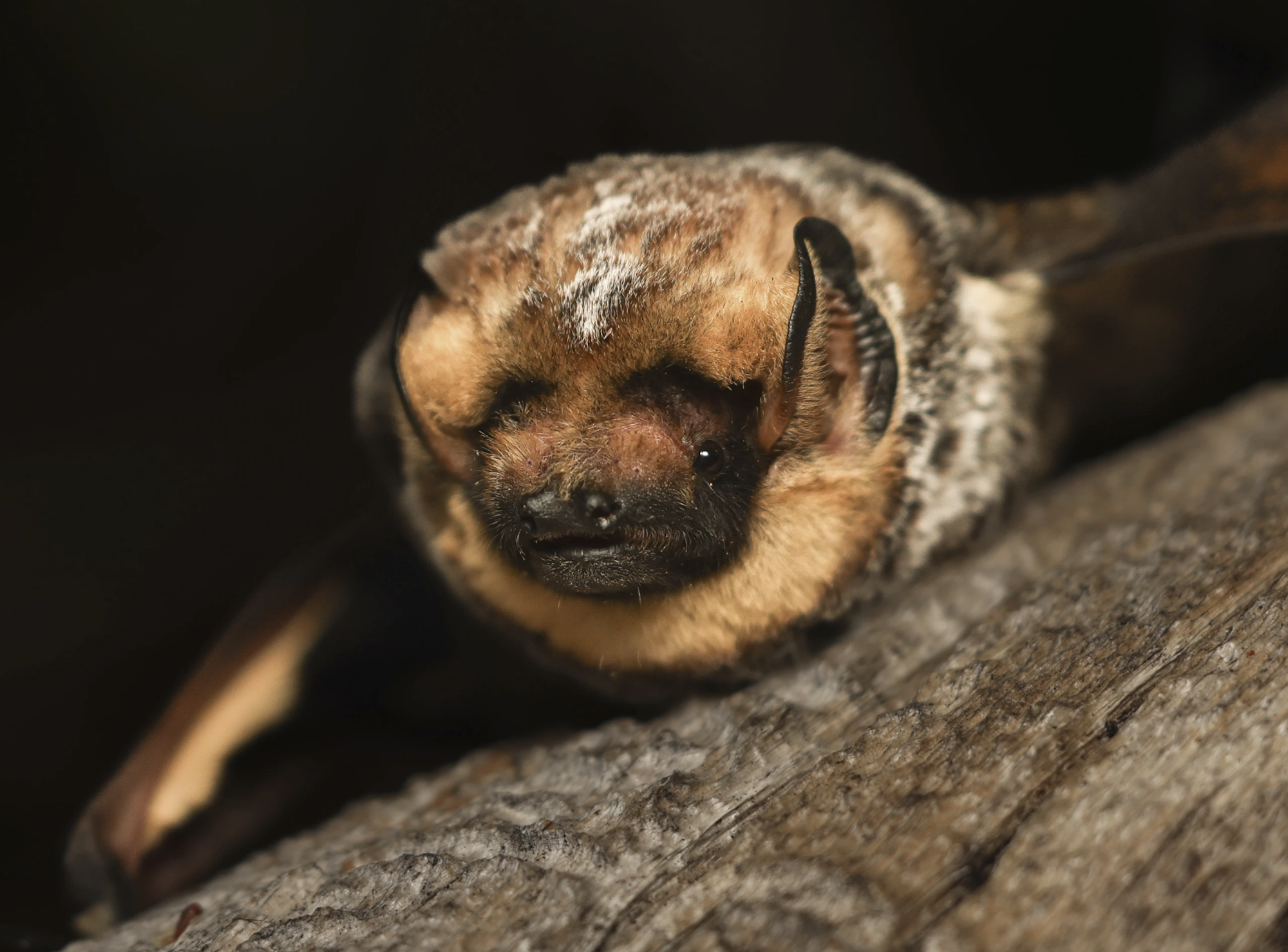 Close up of a furry little bat with pointed ears lying on a log.