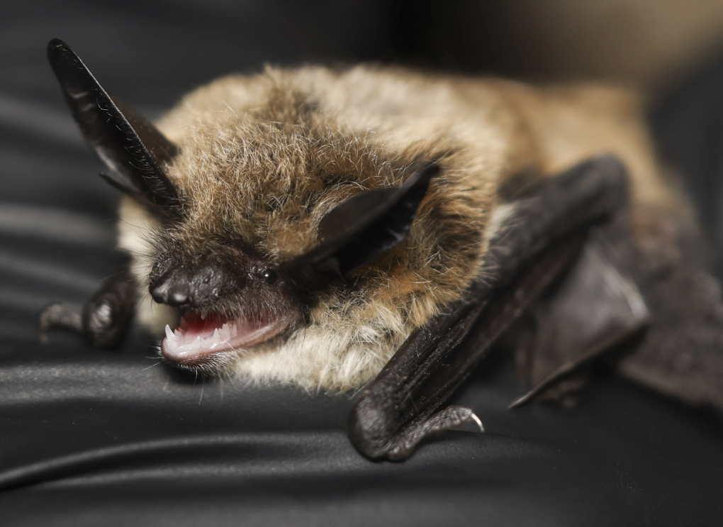 A fluffy bat with long ears bares its teeth as it lies on its belly on a flat surface.