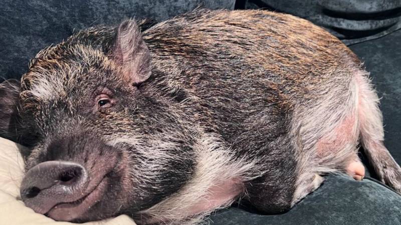 A pet pig takes a nap on a couch.