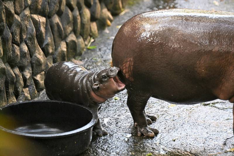 A baby hippo bites the rear end of an adult hippo.