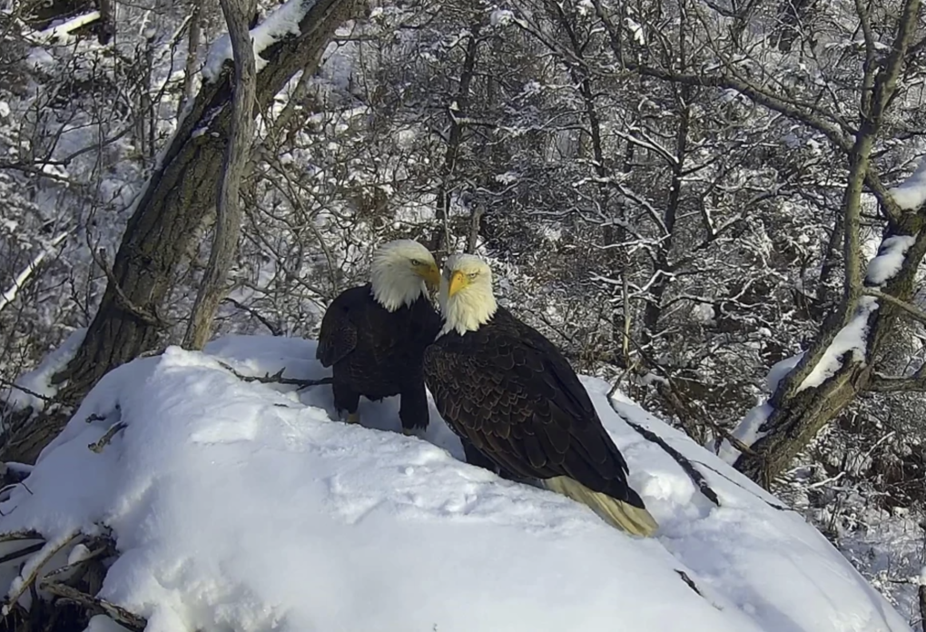 Two eagles sit together on a mound of snow, surrounded by bare branches.