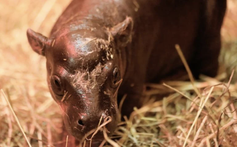 A baby pygmy hippo standing in straw.