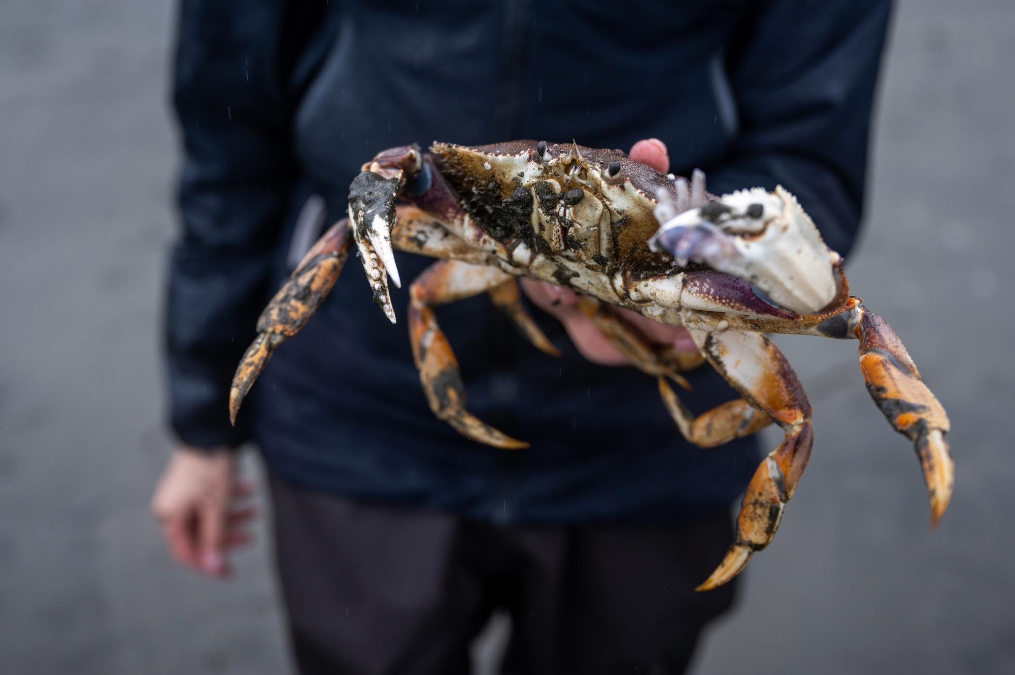 A fisherman holds up a Dungeness crab holding a piece of squid in its claw.