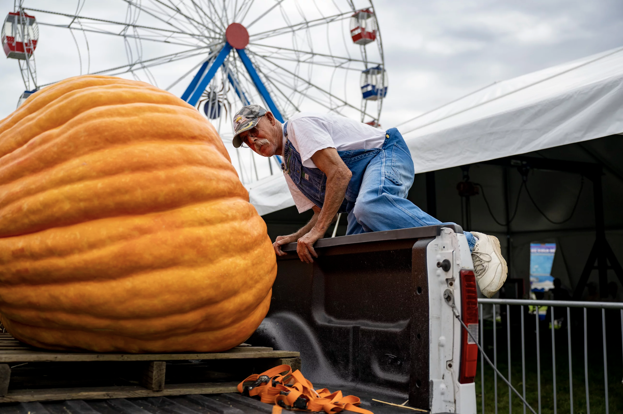 A man with a white moustache wearing denim overalls and a baseball cap climbs into a truck bed holding a gigantic pumpkin.