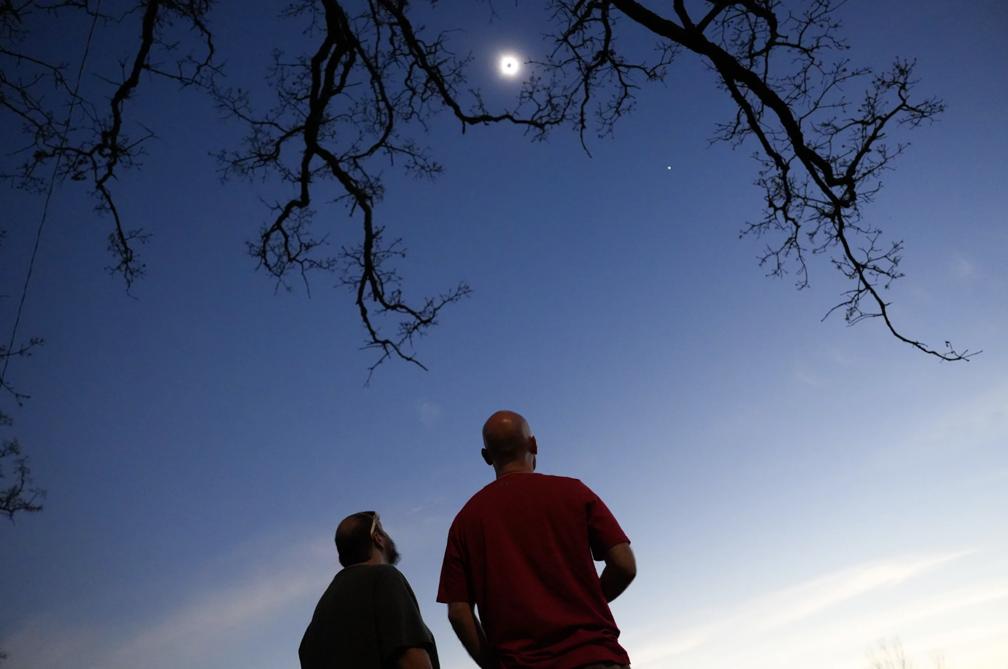 Two men stand under tree branches gazing up at the sun.