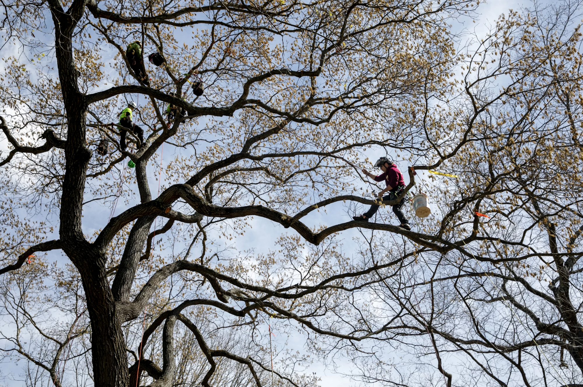 A competitor in the ‘work climb’ event makes their way through four stations in a large tree, performing tasks at each of them.