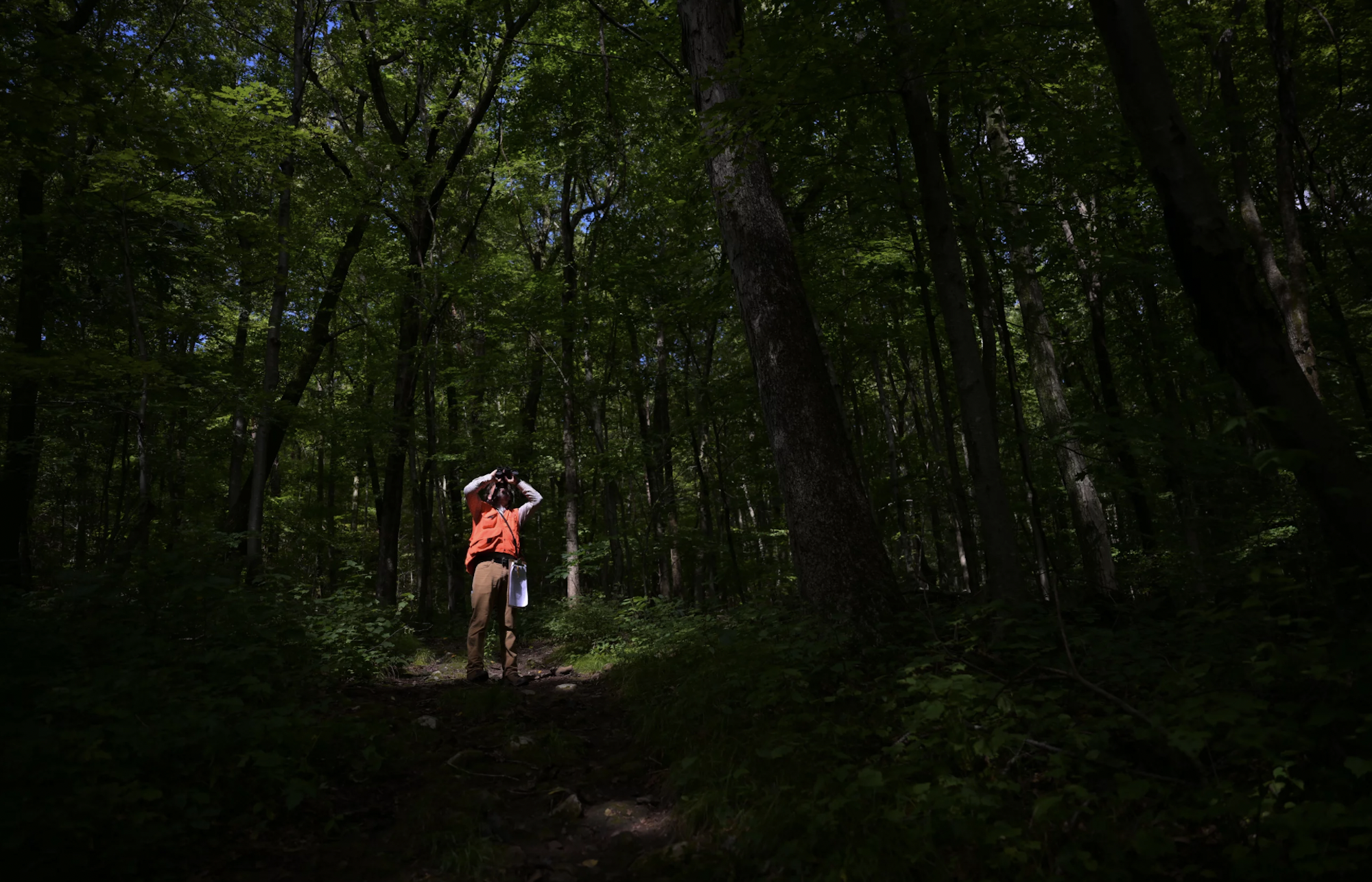 A man stands in a forest, gazing upwards through binoculars.
