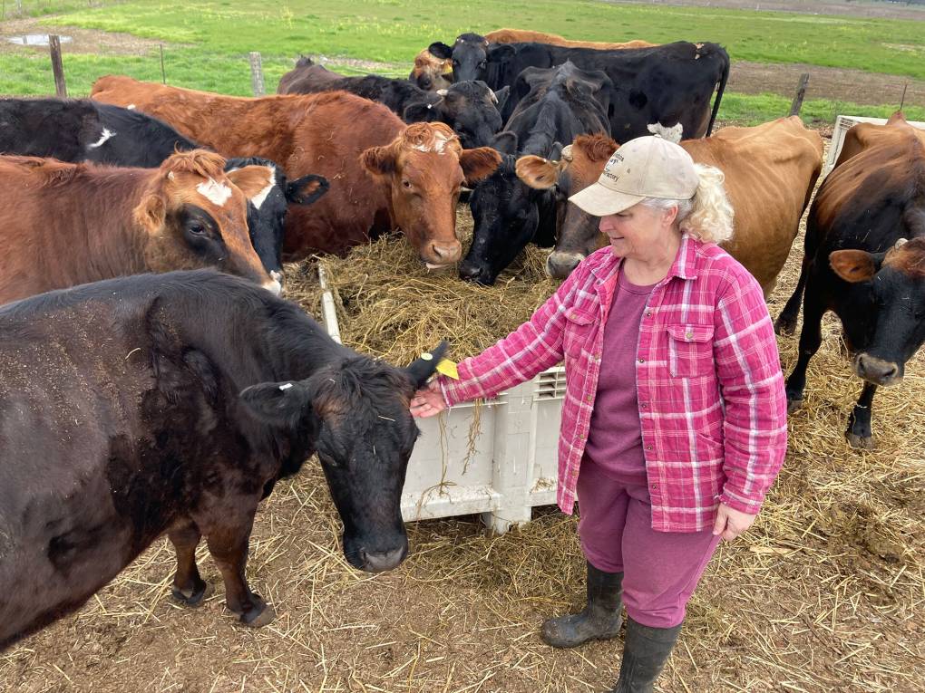 Woman in pink flannel standing amid a herd of cows reaches out to pet one of them.