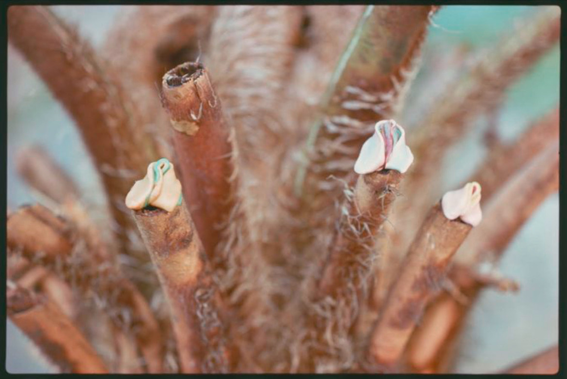 photograph of bits of gum attached to brown palm-like plant