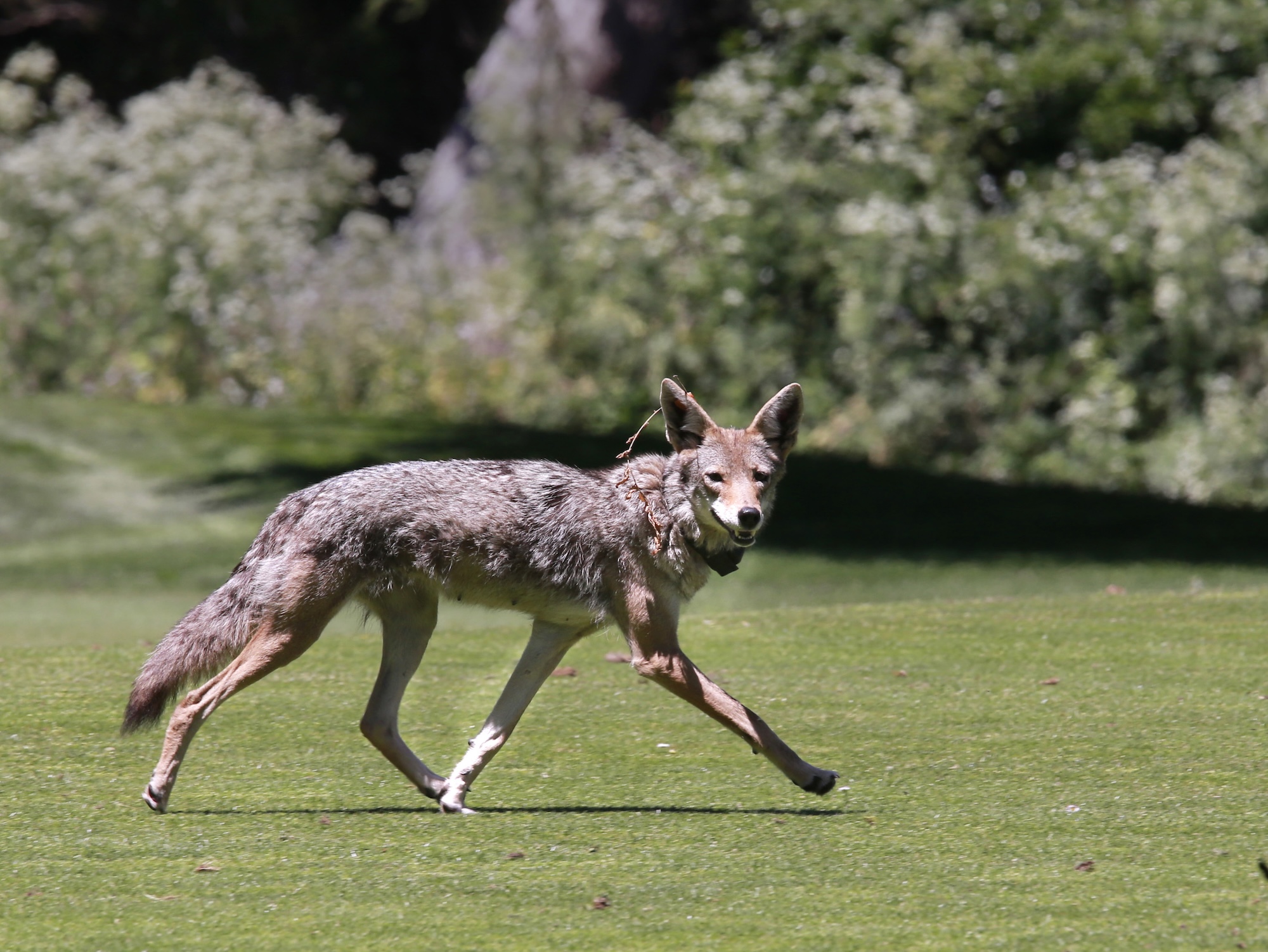 A coyote runs across a manicured lawn, with bushes visible in the background.