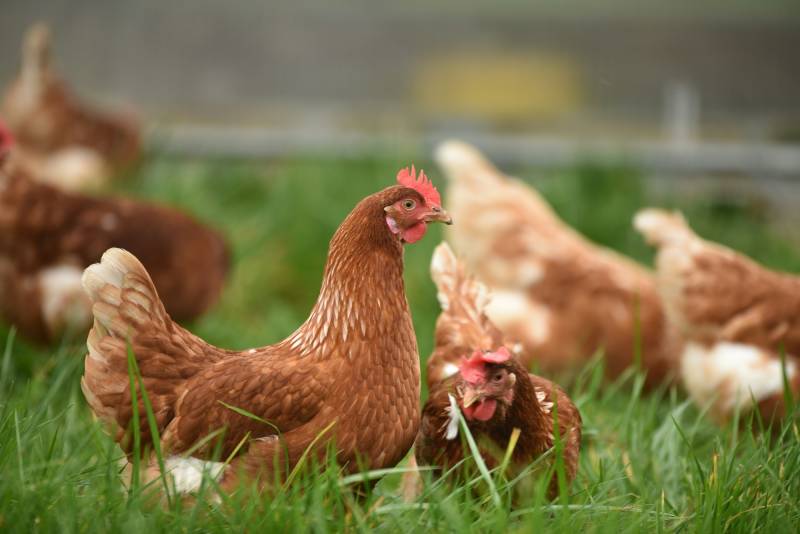 Chickens graze in a green, grassy pasture.