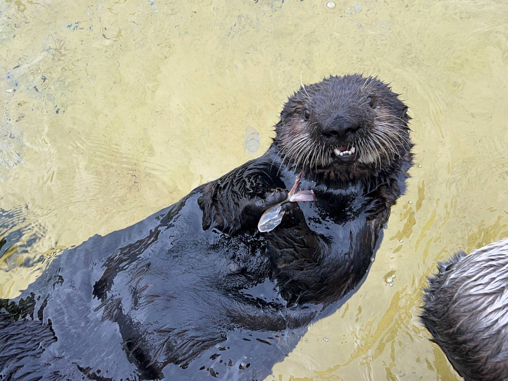 An otter lies on its back in the water, holding the remnants of a fish and tilting its head.