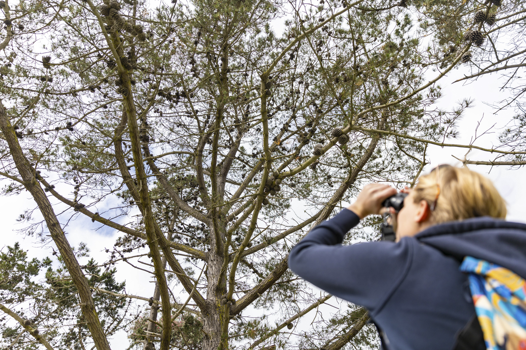 young person with short blonde hair looks up at tree through binoculars