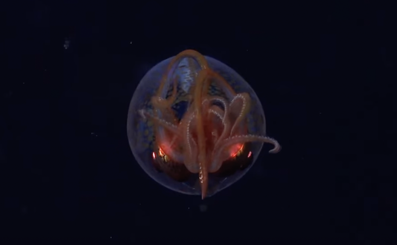 A transparent squid with glowing orange eyes and red tentacles glides through very dark water.