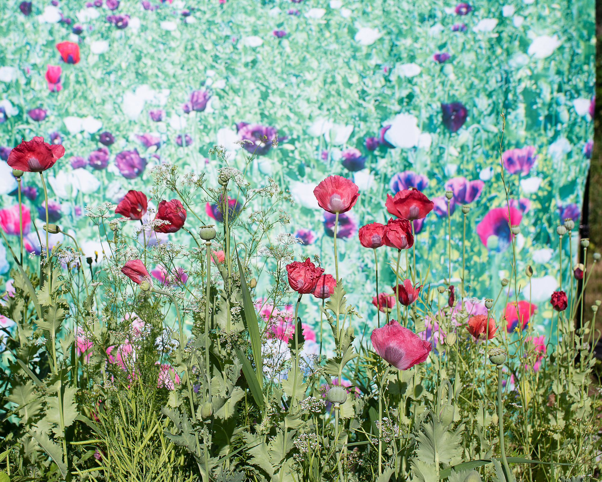 real flowers in front of a faded photo backdrop of flowers