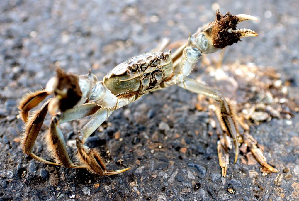 A crab with long legs and a small body rises up, stretching out its claws.