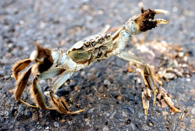 A crab with long legs and a small body rises up, stretching out its claws.