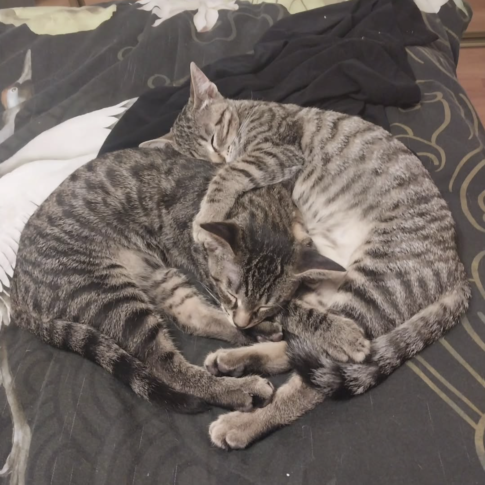 Two older kittens sleep together, embracing one another.