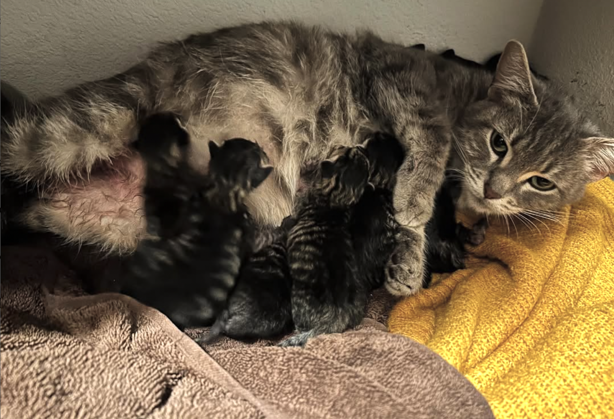 A grey cat lies on its side on a brown towel and yellow blanket, feeding 4 or 5 newborn kittens.