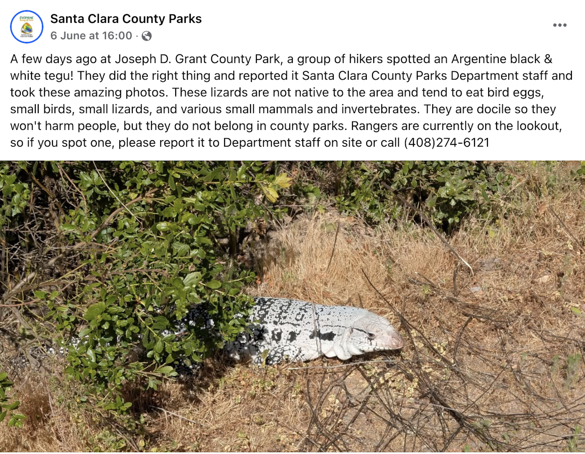 A large white lizard with black markings peers out of shrubbery.
