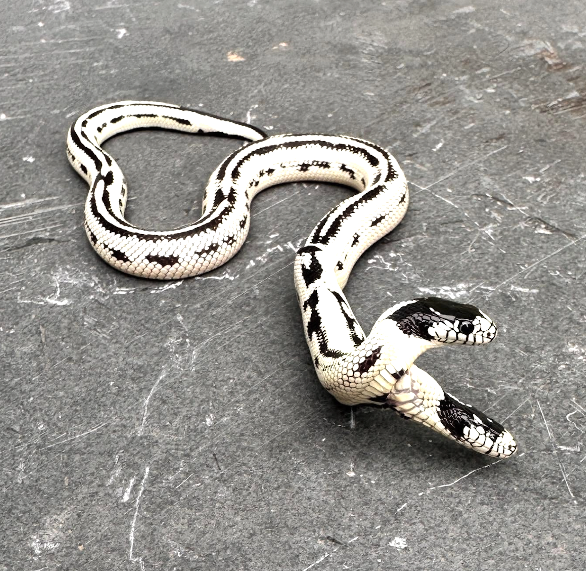 A two-headed snake with a white body and black markings.