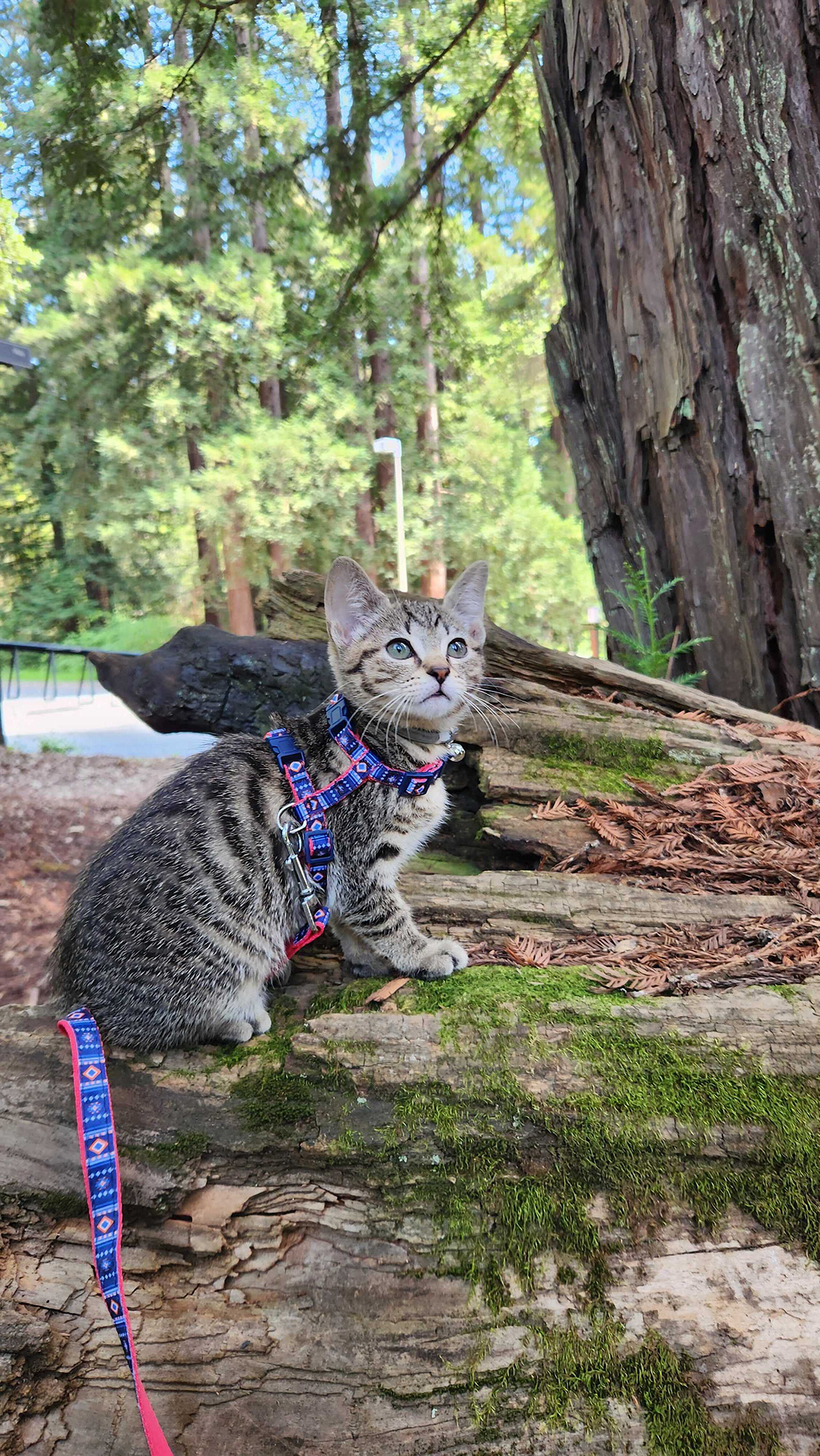 A small kitten on a blue and red leash looks upward while crouching on a redwood tree in a redwood grove