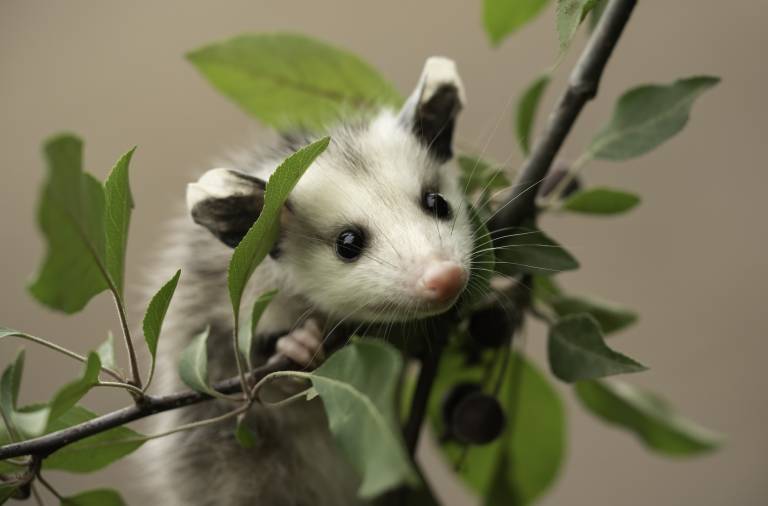 A baby opossum rests on a small leafy branch.
