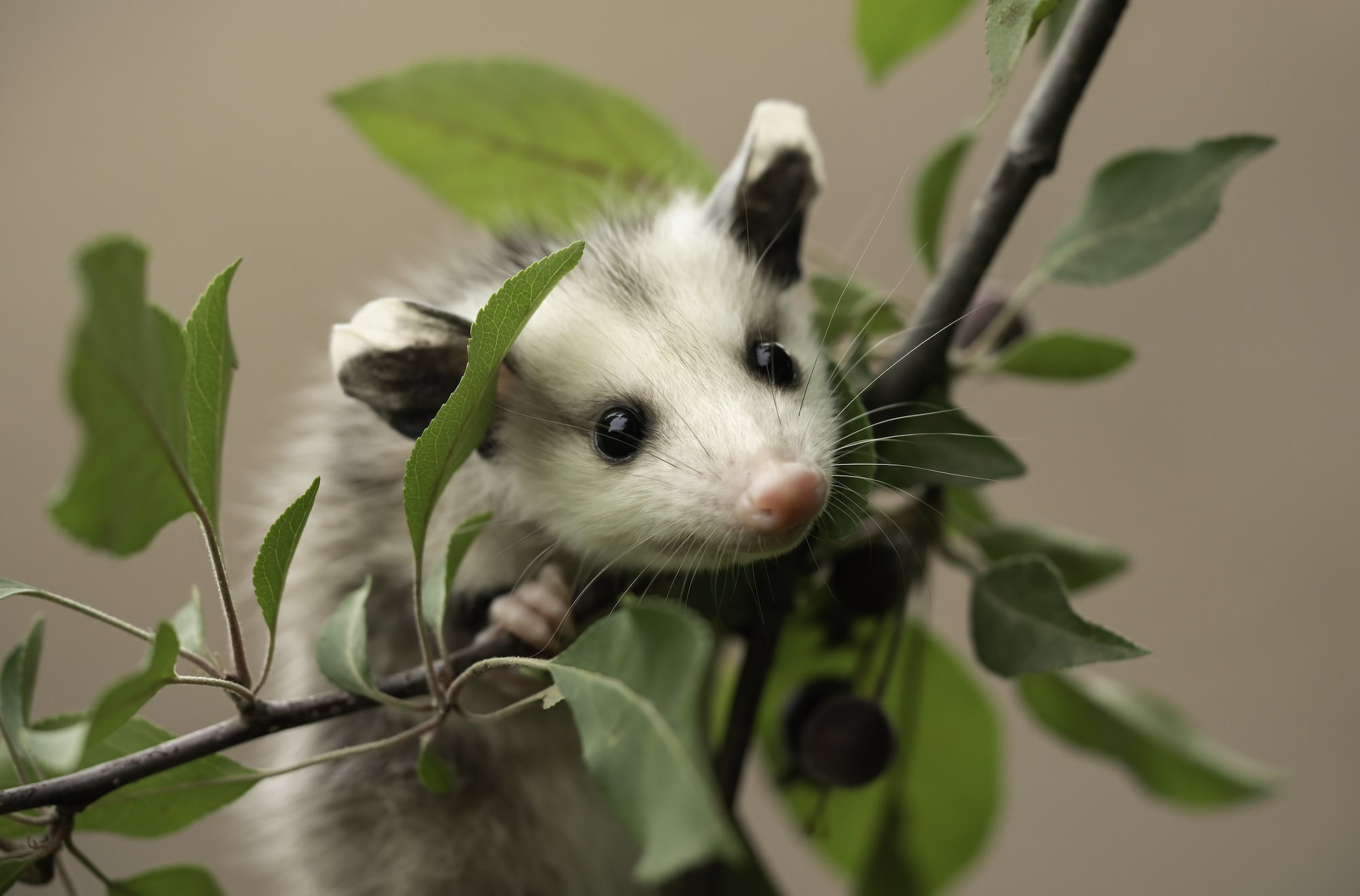 A baby opossum rests on a small leafy branch.