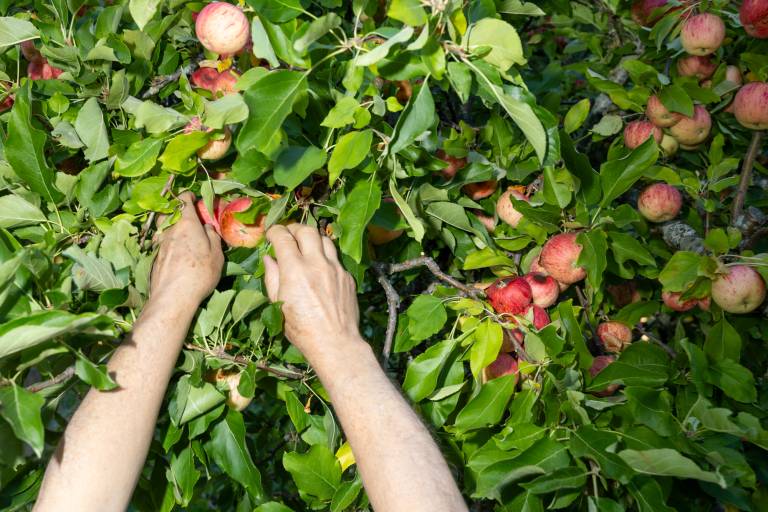 Two hands picking an apple from a fruit-laden tree.