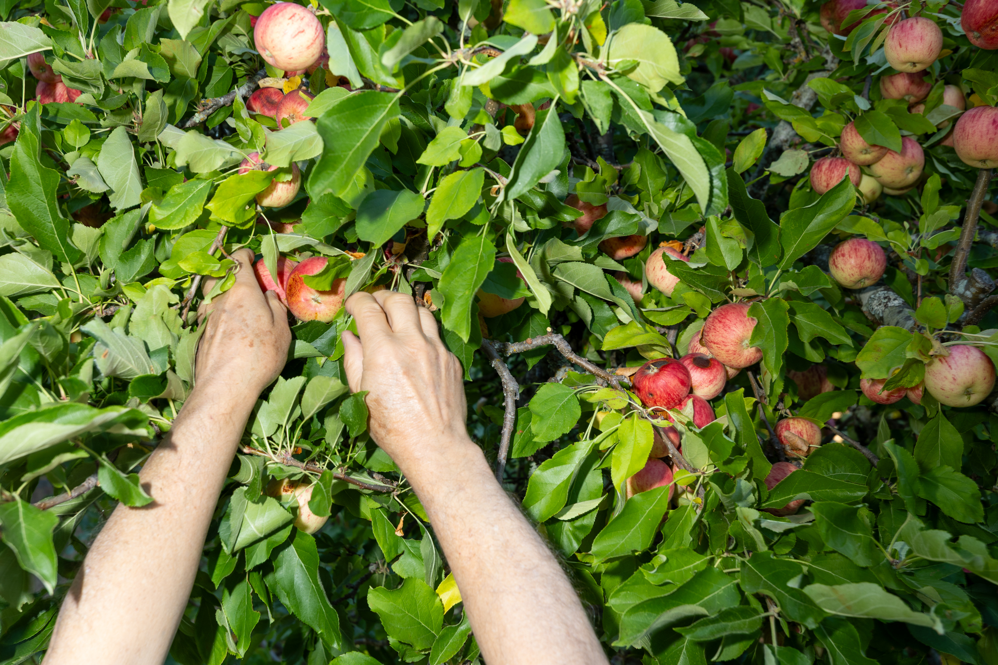 Meet the Scrappy Volunteers Rescuing Fruit From Your Backyard