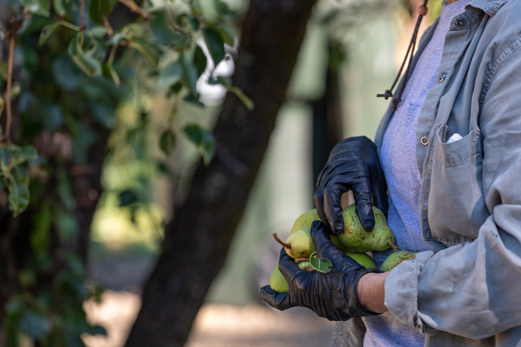 A woman in work gloves holding pears.