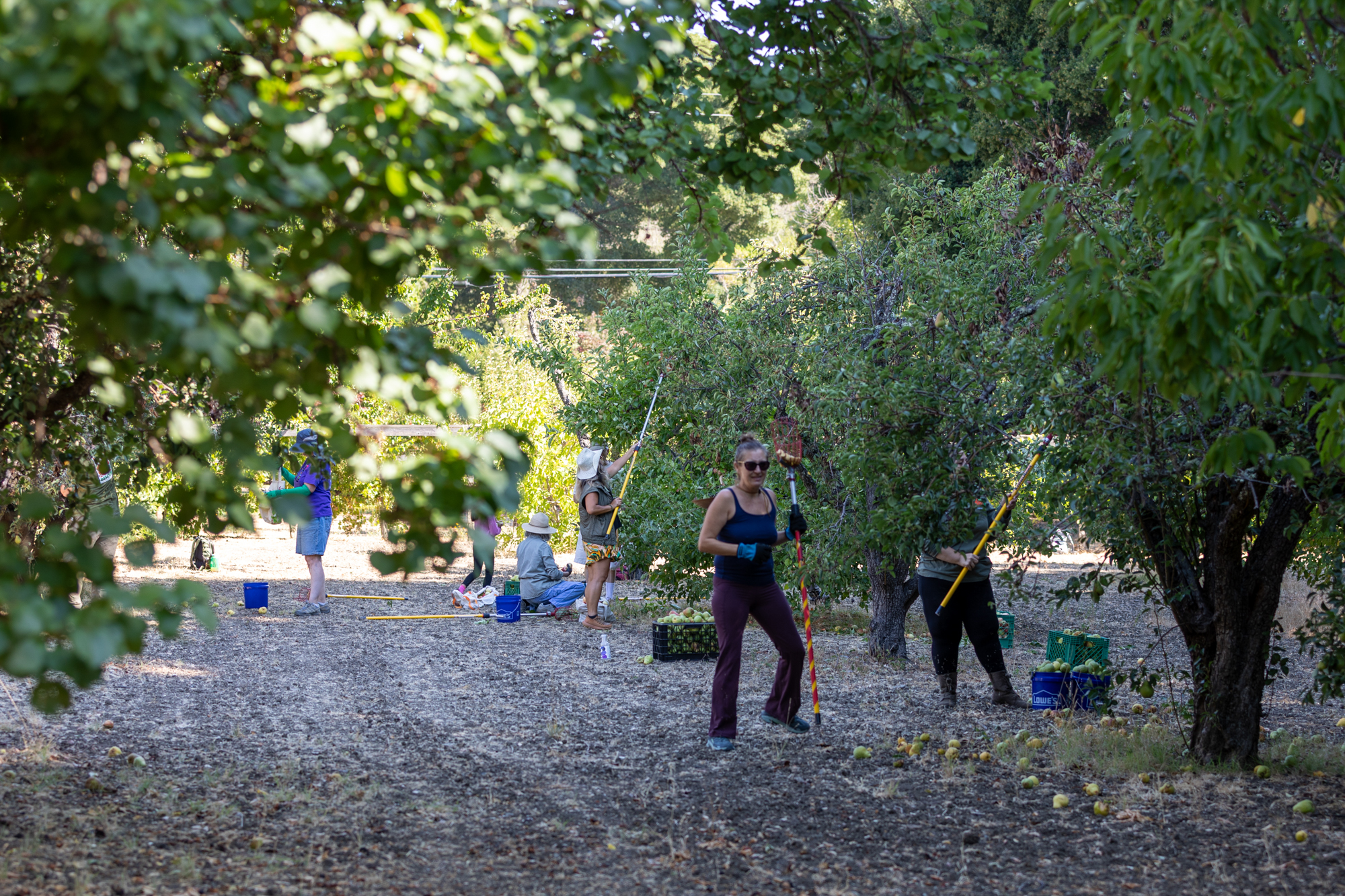 People picking pears from trees in an orchard.