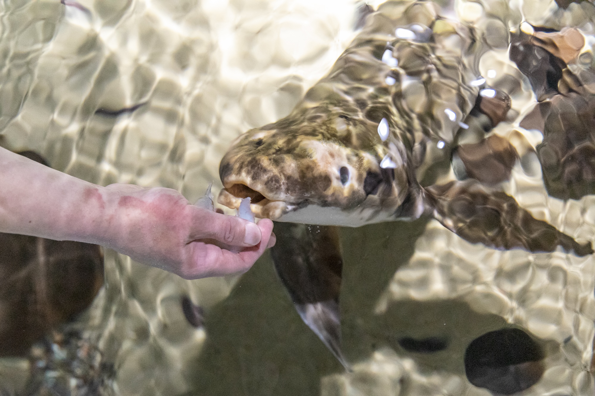 A lungfish underwater, mouth open, receiving a seafood snack from a person's hand.