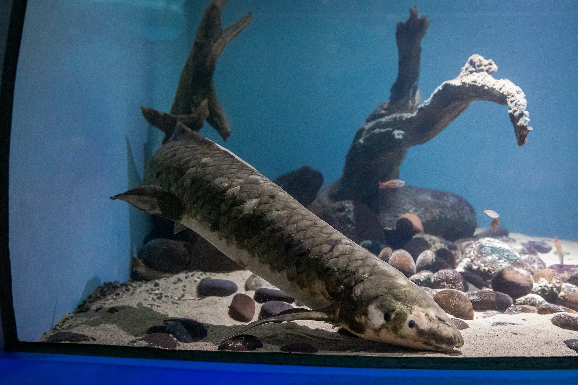 A lungfish swimming close to the bottom of its tank habitat.