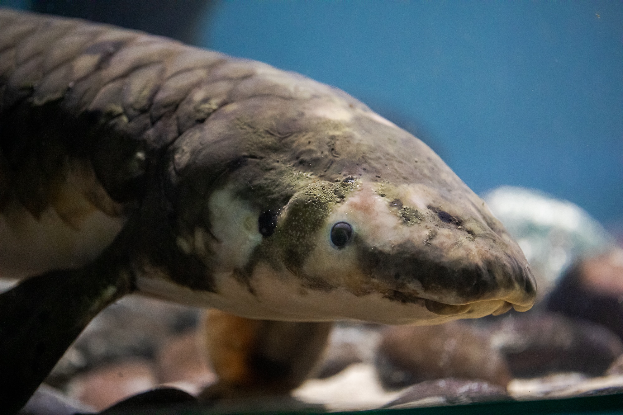 A lungfish in an aquarium tank habitat.