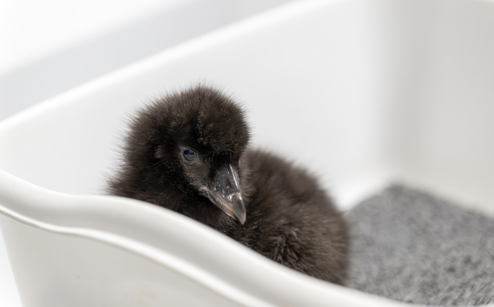 A black puffling with downy feathers sits inside a clean white litter tray.