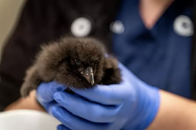 A black puffling with downy feathers sits in the hands of someone wearing blue surgical gloves.