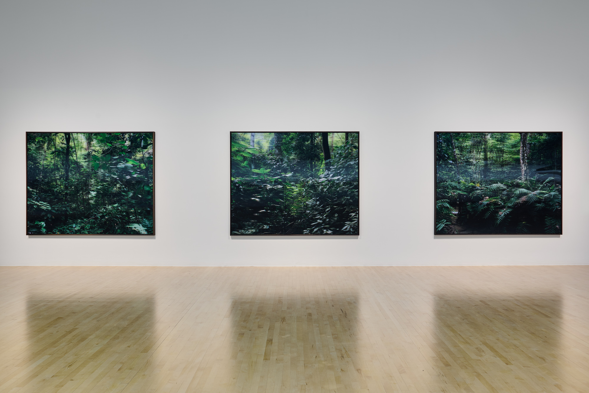 three large color photographs of lush forest in gallery