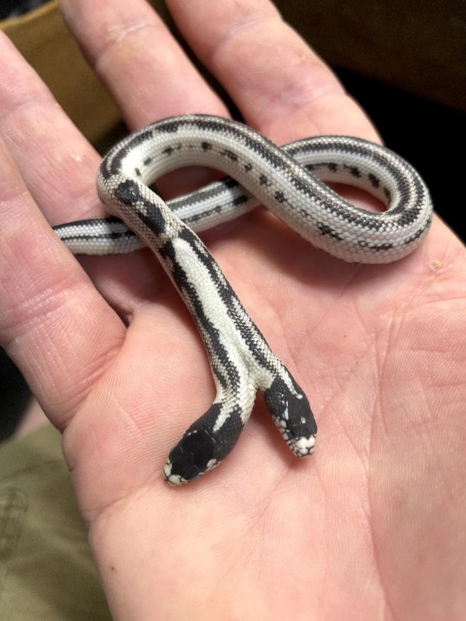 A white man's hand holding a black and white snake with two heads.