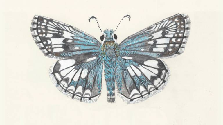 a blue illustration of a butterfly against a. cream-colored blank background